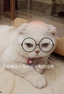 娱乐吃瓜君说刘二豆,娱乐吃瓜君揭秘娱乐圈新宠