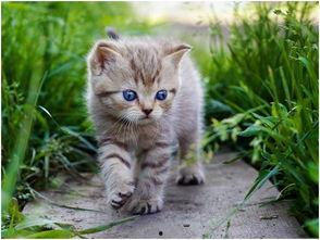 娱乐吃瓜小猫咪小说免费阅读,揭秘娱乐圈幕后风云